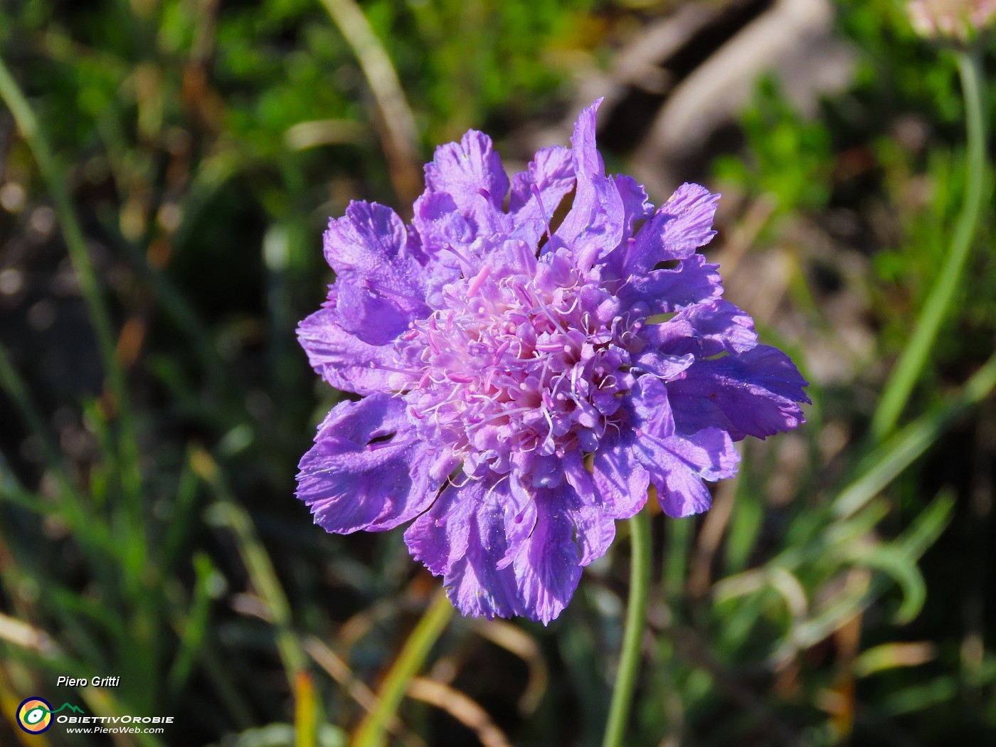 43 Bel fiore di Scabiosa.JPG